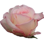 Joyce Rose Parfumee d'Equateur Ethiflora